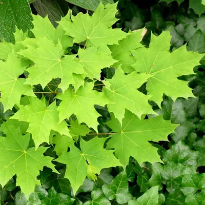 Hybridum Abutilon X, цветя клен, китайский фонарик Стоковое Изображение -  изображение насчитывающей куст, листья: 81782063