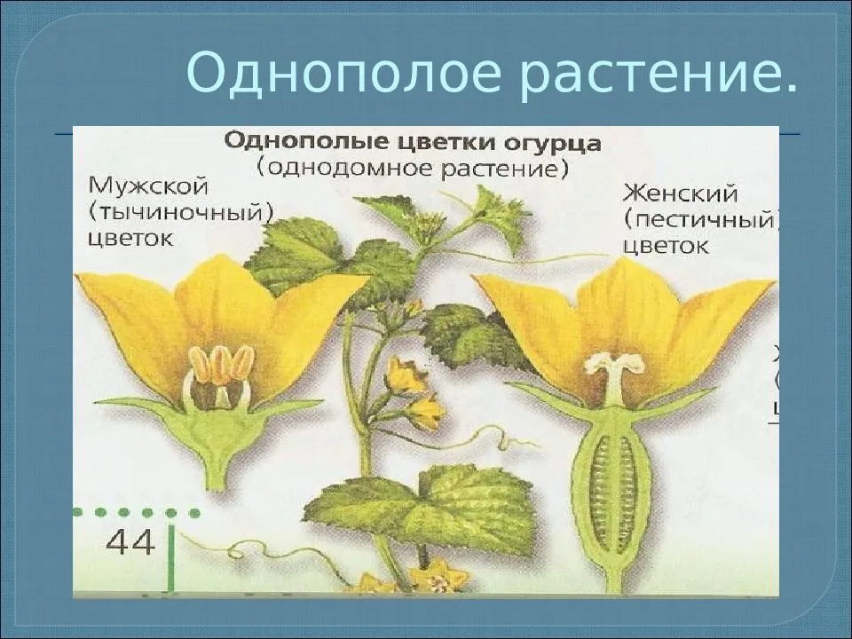 Обоеполый цветок огурца. Тычиночный цветок огурца. Строение тычиночного цветка огурца. Строение завязи огурца.