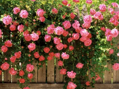Розовый сад в парке Коломенское и другие популярные цветущие сады Москвы