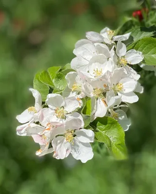 Фотосессия в цветущих садах. Цветение яблонь. Цветущие сады фотосессия |  Mulher rica, Ensaio fotográfico, Fotos
