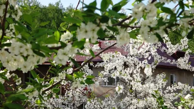 Фотосессия: цветущие сады и полуостров Брюса