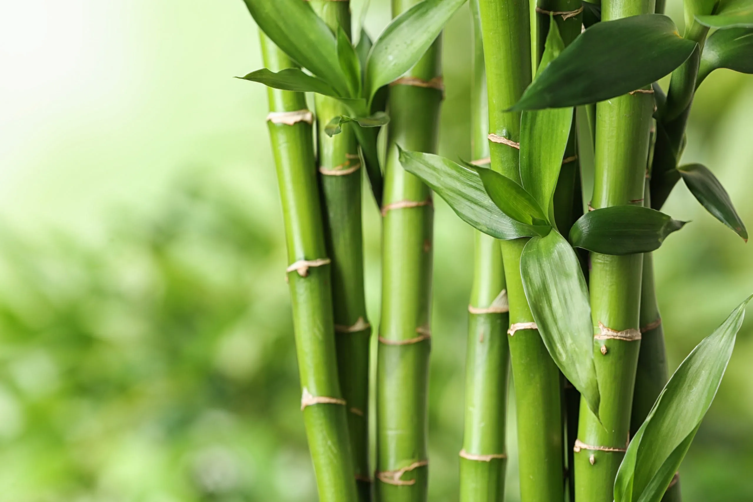 Бамбук это растение. Бамбук Phyllostachys aureosulcata ‘spectabilis‘. Драцена Сандера. Бамбук обыкновенный (bambusa vulgaris). Драцена бамбук.