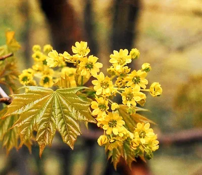 Клен остролистный Globosum C70 12/14 26800 руб. В наличии.