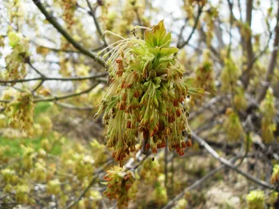 Как цветет клен (92 фото) »