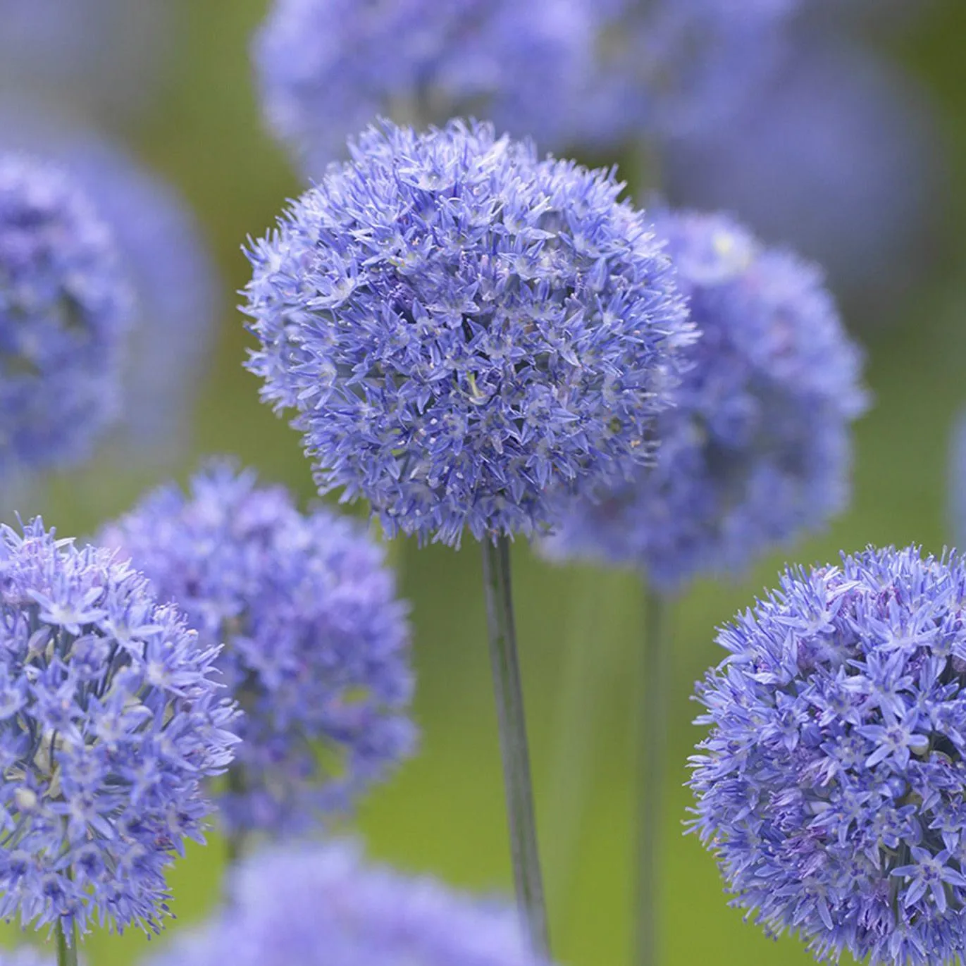 Цветы цветущие шарами. Caeruleum аллиум. Лук голубой Allium caeruleum. Луковичные аллиум. Аллиум шнитт.