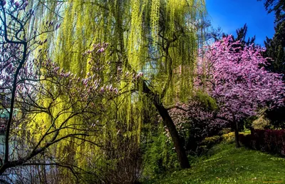 яблоневый сад | Весенние фотографии, Цветущие деревья, Фотографии пикника