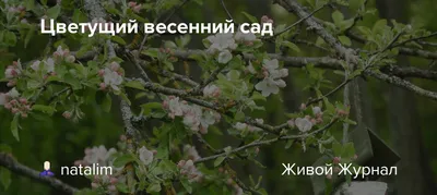 Картинка Весна Природа Одуванчики траве Цветущие деревья Времена