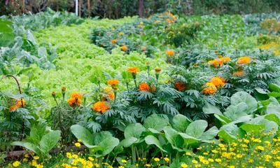 Цветы и овощи на одной грядке фото фото