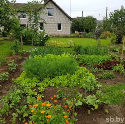 Что посадить на одной грядке? Шпаргалка по совмещению культур в огороде -  Рамблер/женский