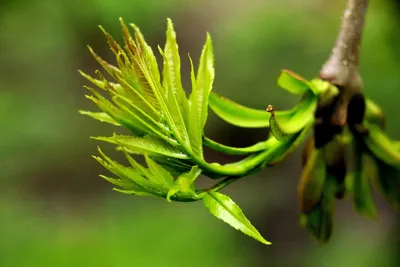 Ясень маньчжурский Fráxinus mandshurica Rupr.