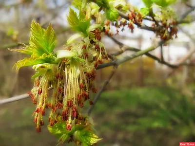 Ясень плакучий | Купить саженцы в питомнике Мир Садовод, Крым