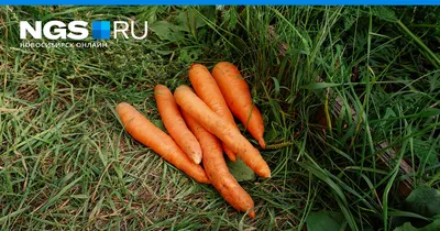 Цветы дикой моркови в стеклянных банках 3D Модель $22 - .unknown .c4d .fbx  .max .obj - Free3D