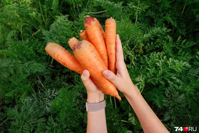 Вместе с луком и бархатцами: как сажать морковь, чтобы собрать хороший  урожай — Интернет-канал «TV Губерния»