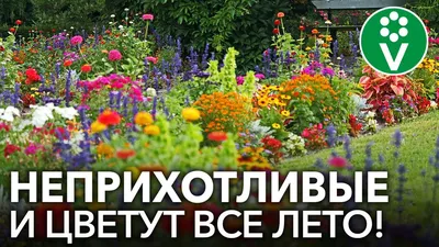 ТОП 5 САМЫХ НЕПРИХОТЛИВЫХ МНОГОЛЕТНИКОВ. Проверено на Урале! - YouTube