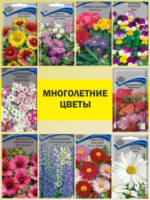 Лучшие многолетники для сада | GreenMarket