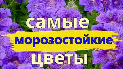 Листья есть - цветов не надо: лучшие многолетники с красивой листвой