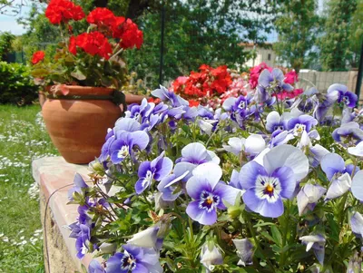 Поздние цветы в саду – осеннее очарование - статьи интернет-магазина  «Доставка цветов».