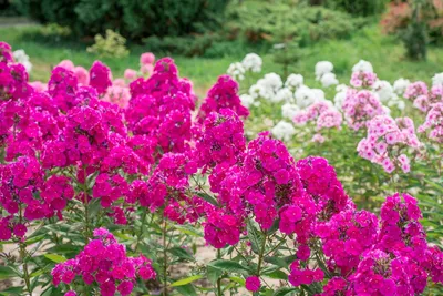 Самые популярные многолетние цветы для сада. - YouTube