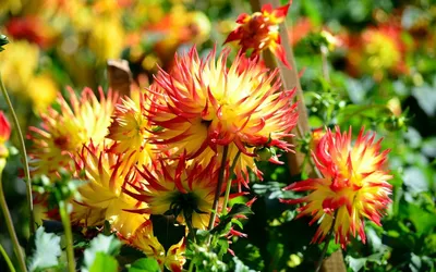 6 самых красивых цветов, которые украсят ваш осенний сад — Roomble.com