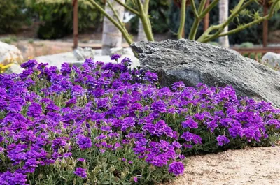 Вербена гибридная (Verbena hybrida)