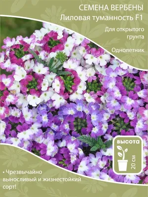 Вербена: популярные виды и сорта. Посадка и уход за вербеной в открытом  грунте, фото