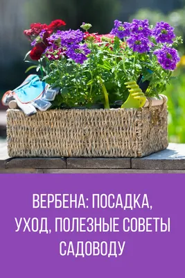 Вербена · Купить садовые цветы в Гродно· Питомник Зелёный слон