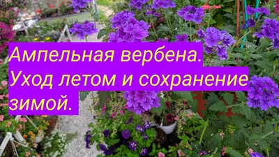 Вербена (Verbena) ампельная в ассортименте в кашпо — Рассада цветов и  овощей.