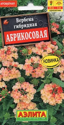 Вербены ПОИСК Агрохолдинг Вербена ампельная Обсешн Каскад Скарлет - купить  по выгодным ценам в интернет-магазине OZON (790170902)