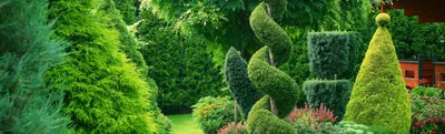 Туя – вечнозелёное очарование сада | Интернет-магазин садовых растений