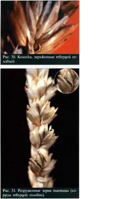 Твердая головня пшеницы - лечение и методы борьбы с болезнями  сельско-хозяйственных культур - Кроп-Протекшн Средства защиты растений