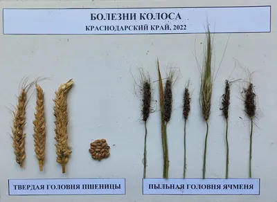 Болезни семян пшеницы | ВКонтакте