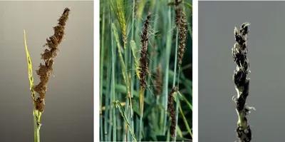 Пыльная головня пшеницы – болезни растений