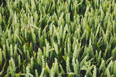 На Урале вывели сорт пшеницы с урожайностью 8 тонн с гектара / Новости  Урала / Pervo.info