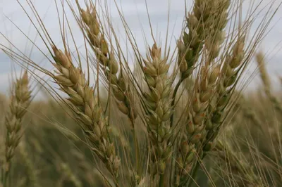 Пшеница Лиль « Centrum-LTD