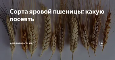 Головня пшеницы - 62 фото