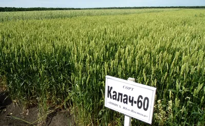 ГлавАгроном - Уральские ученые вывели новый сорт пшеницы