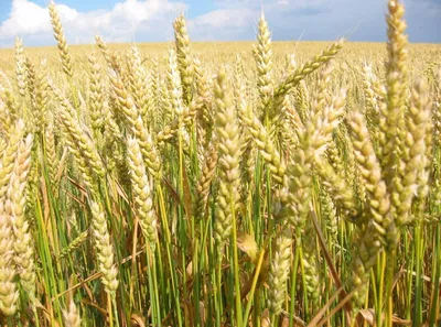 Сорта яровой пшеницы: какую посеять | ASM-AGRO | Дзен