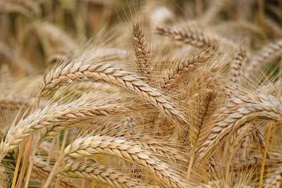 Новость: Качественные сорта пшеницы и современные агротехнологии – ключ к  стабильным урожаям в засушливой зоне | Щелково Агрохим