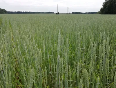 Основные изменения в новом стандарте на пшеницу ДСТУ 3768:2019 —  Elevatorist.com