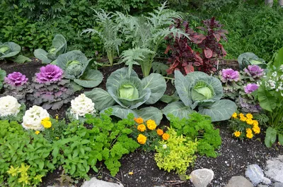 Как уживаются растения в огороде | Дачница | Дзен