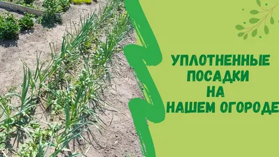 Защита и уплотнение грядки - кулисные растения - Good Harvest | Семена |  Удобрения | Средства защиты растений