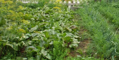 Специалисты рассказали, как овощи на огороде защищают друг друга от  вредителей