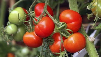 Весенние посадки в Краснодарском крае: как лучше использовать площадь  огорода и получить высокий урожай овощей