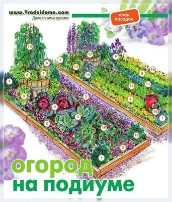 уплотненные посадки овощей на грядке: 2 тыс изображений найдено в  Яндекс.Картинках | Клумбы, Растения, Комнатные растения