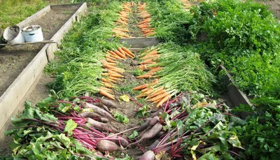 Как посадить много овощей на маленьком огороде. Применяю уплотненные посадки  | Виктория Радзевская - Дачные секреты | Дзен
