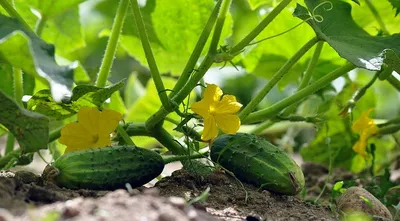 Борьба с сорняками: эффективные способы - полезные статьи о садоводстве от  Agro-Market24