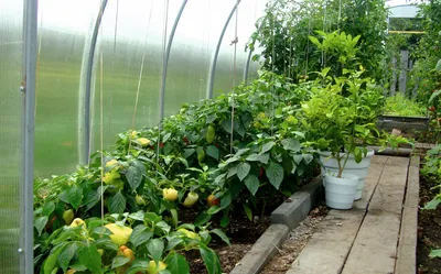 Best Tomato Varieties – My Top Tasty Tomato Picks | Выращивание помидоров,  Контейнерное озеленение овощи, Посадка суккулентов