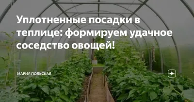 Лучшие средства от сорняков: как бороться с бурьяном на огороде - 16 апреля  2022 - 72.ru