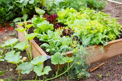 Преимущества уплотнённой посадки овощей | Garden-Zoo.ru | Дзен