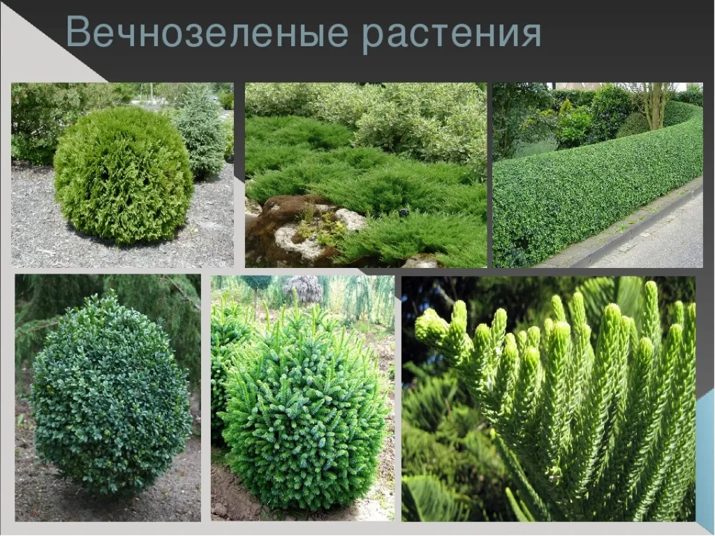 Зеленые растения примеры. Вечнозеленые растения. Вечнозелёные растения для сада. Вечнозелёные растения названия. Вечнозеленые деревья и кустарники.